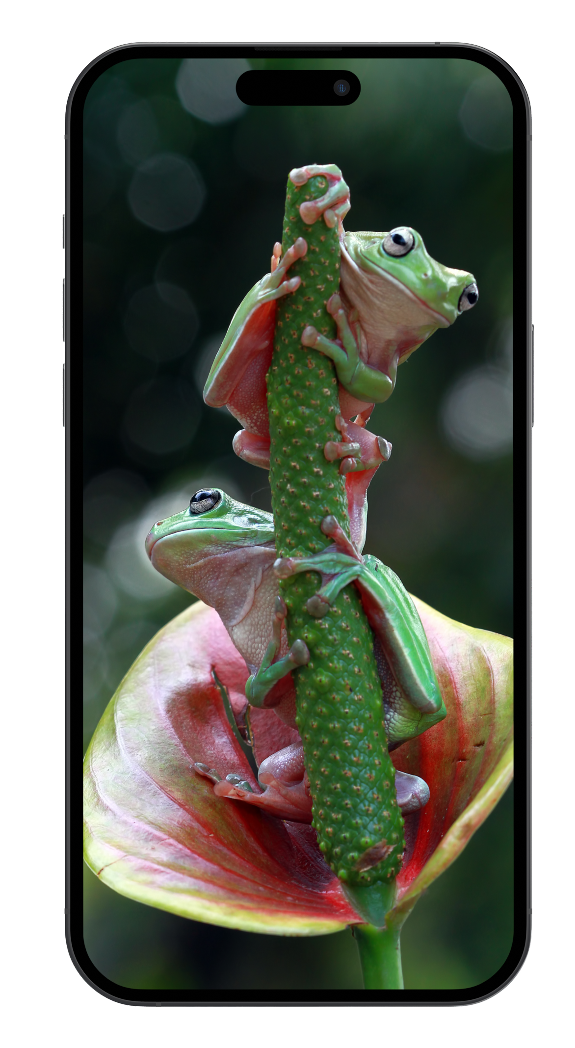 Animal Identifier app screenshot - animal identification example 4